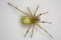 Enoplognatha