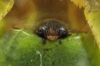 Araniella cucurbitina