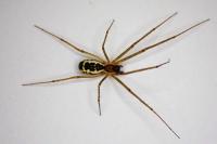 Neriene radiata