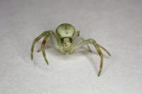 Misumena vatia