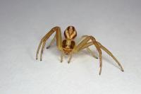 Runcinia grammica