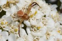 Thomisus onustus