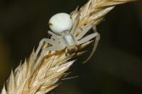 Misumena vatia