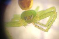 Diaea dorsata