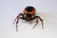 Synema globosum