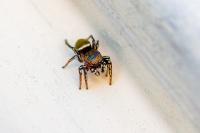Heliophanus tribulosus