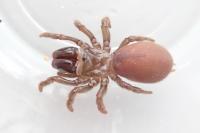 Atypus