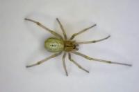 Enoplognatha
