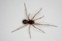 Steatoda triangulosa