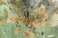 Agelena labyrinthica