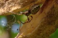 Nuctenea umbratica