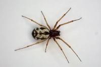 Microlinyphia pusilla