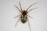 Microlinyphia pusilla