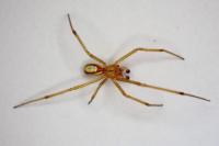 Enoplognatha