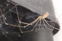 Pholcus phalangioides