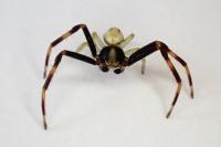 Misumena vatia