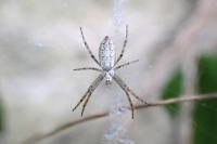 Argiope bruennichi