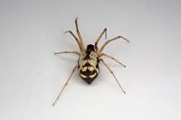 Microlinyphia pusilla