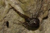 Metellina merianae
