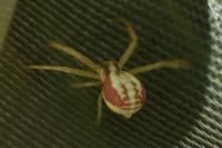Runcinia grammica