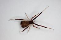 Episinus truncatus
