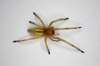 Cheiracanthium