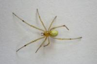 Enoplognatha