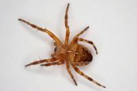 Araneus
