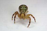 Xysticus