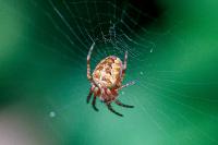 Araneus diadematus