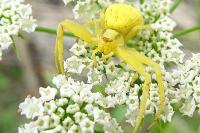 Misumena vatia