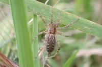 Allagelena gracilens