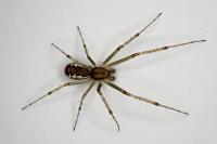 Linyphia triangularis