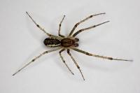 Linyphia triangularis