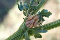 Runcinia grammica