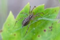 Allagelena gracilens