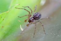 Allagelena gracilens
