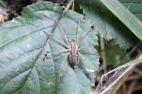 Allagelena gracilens