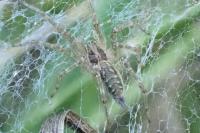 Allagelena gracilens