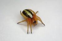 Hypsosinga