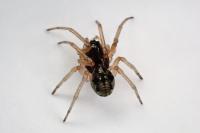 Pachygnatha degeeri