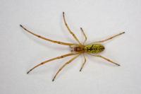Tetragnatha