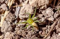 Micrommata ligurina