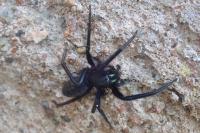Segestria florentina
