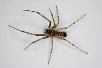 Linyphia triangularis