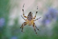 Araneus diadematus
