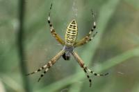 Argiope bruennichi