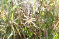 Argiope bruennichi