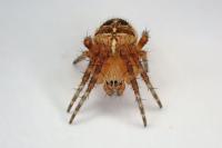 Araneus diadematus