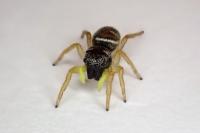 Heliophanus